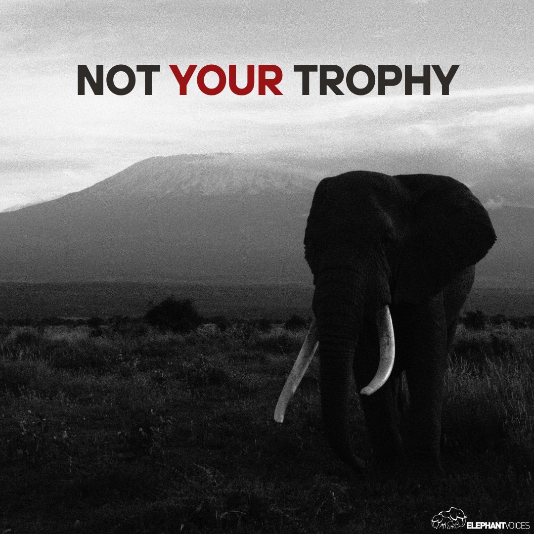 We have received reports that another male elephant from the Amboseli ecosystem has been shot by trophy hunters just across the border in Tanzania. If this is correct it will be the third elephant from the Amboseli population killed by trophy hunters in the past few months.