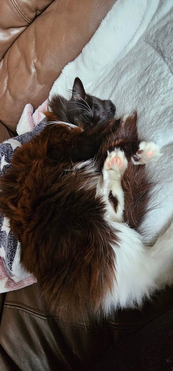 comeonboro86's tweet photo. @RSPCAFelledge It's 3 years to the day that Smudge arrived. Delivered directly to us by your good selves during lockdown 🐈‍⬛❤️ https://t.co/GBbD91CUIt