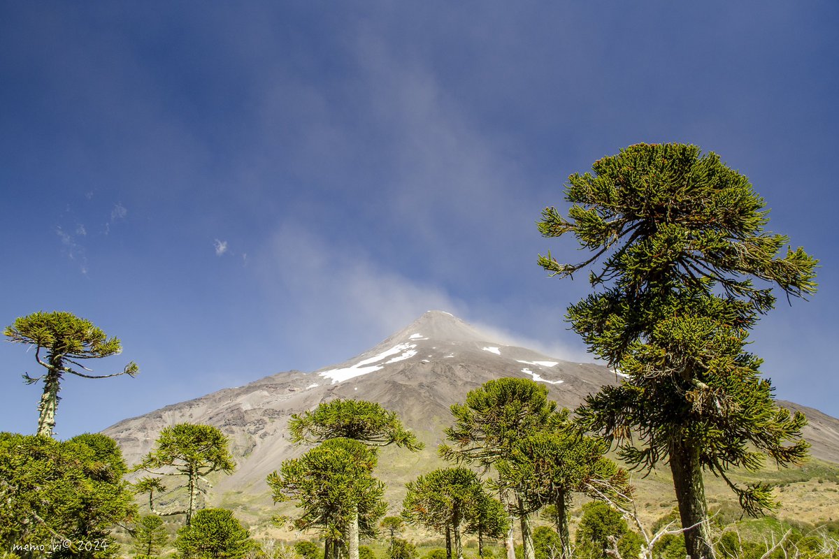 Buen día para todos!!! En especial para los #habitantes de #territorios de #araucarias!!! #Volcán #Lanin #Currarehue (#Photography 2024)