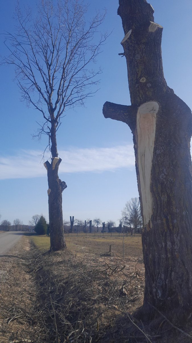 Arboristi, ibio! <a href="/Dabasdati/">Dabasdati.lv</a> <a href="/dabaDAP/">Dabas aizsardzības pārvalde</a> <a href="/Valmierasnovads/">Valmieras novads</a> ceļš Brenguļi-Bikseja 16km.