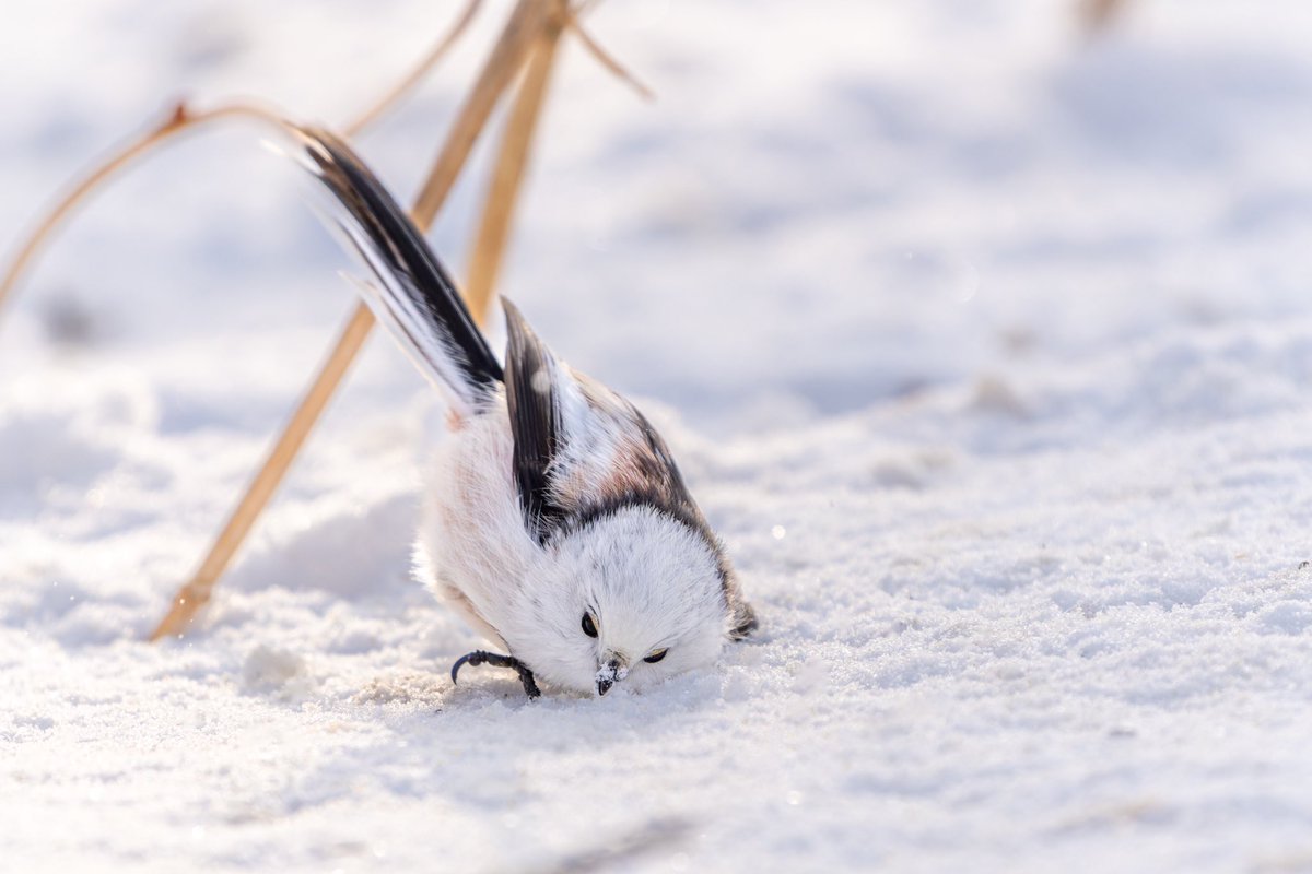 Post by ぼく、シマエナガ。 on X: こてん