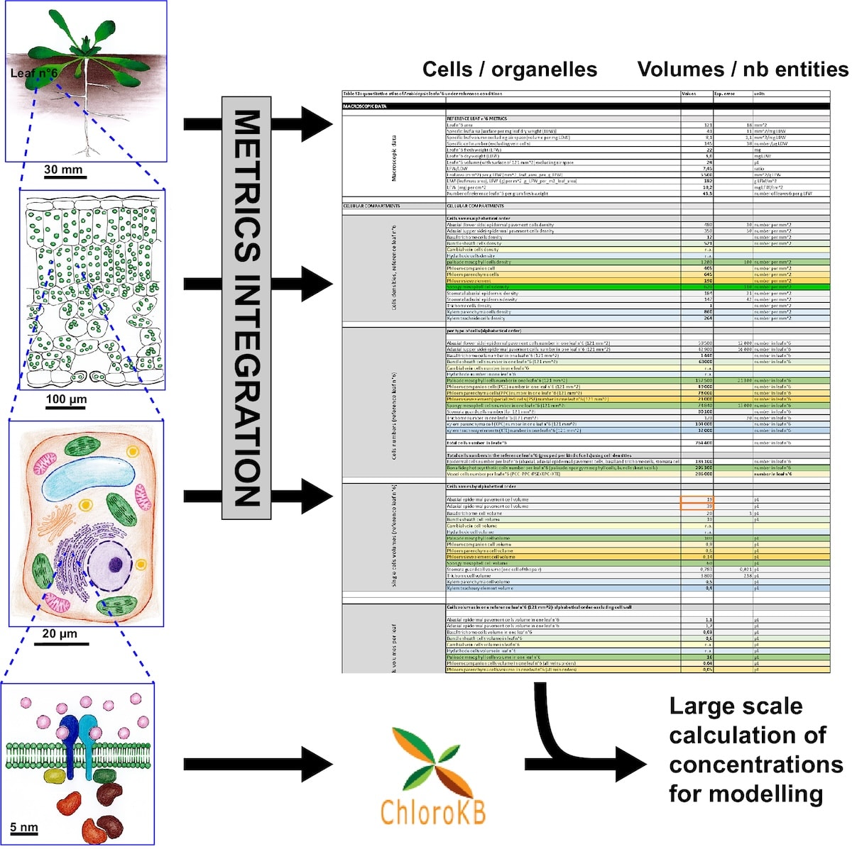 Congrats to our @EUeic project partner, @CEA_Officiel, on publishing a groundbreaking “Arabidopsis leaf quantitative atlas”! 🌿📚 “It sets the stage for transformative insights into plant metabolism,' say the authors. #PlantResearch #AgriculturalInnovation #Arabidopsis