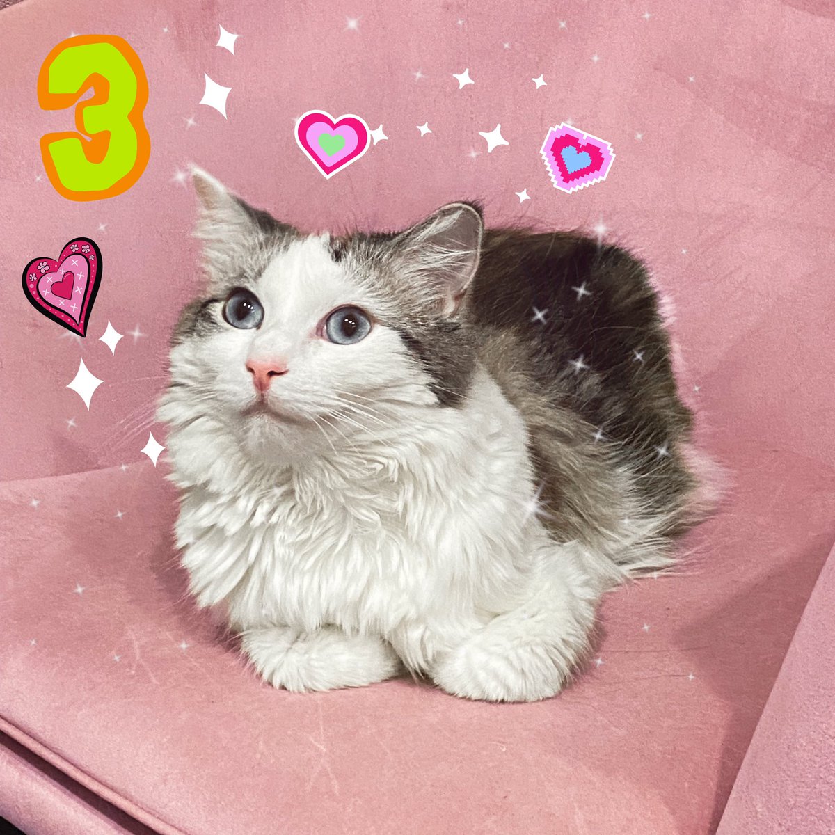 PrimcessMochi's tweet photo. 💗 I’m Three Year’s Old Today 💗 https://t.co/afyxIunazz