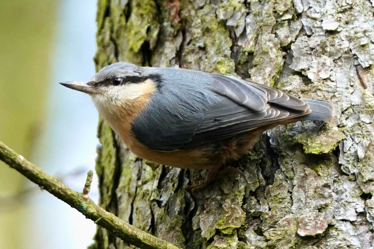 Nuthatch posing nicely in the woodlands of @AttinghamParkNT yesterday.
