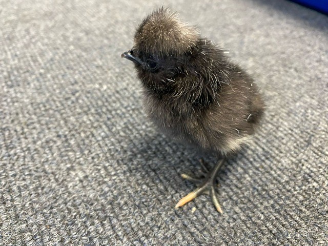 The chicks have certainly grown over the weekend.