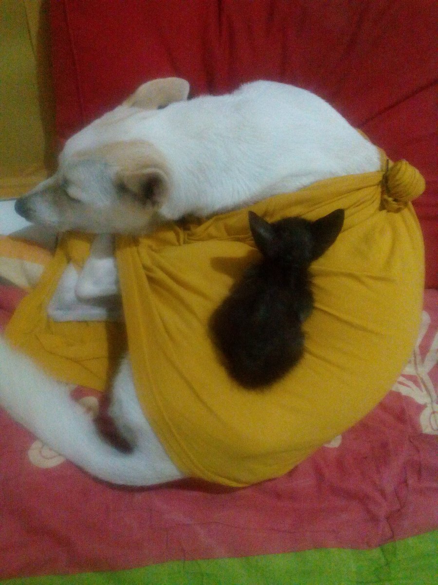 Paranggendis's tweet photo. Hai Dedek @Yoonahsnh & hooman-nya yg baik!
Terima kasih e-book gretongnya! Salam dari kami, anak2 buangan yg akhirnya dicintai sepenuh hati!
#ProVaksin #ProSteril #AdoptDontShop
#JanganPura2AdoptPadahalBeli https://t.co/hIEi8LD79j