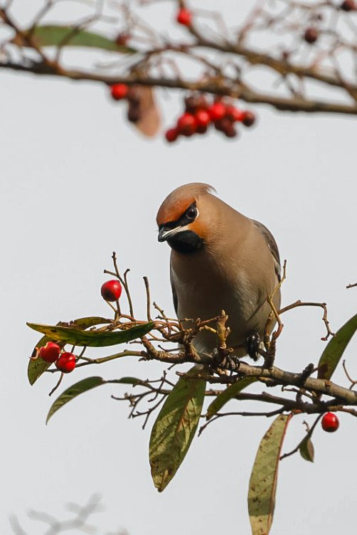 Caught up with 22 of the waxwing flock again yesterday.  Still doing the rounds in my local area.  Going to miss these beautiful birds and their pretty trilling when they're gone 🥰 #TwitterNatureCommunity #TwitterNaturePhotography #naturesvoice #waxwing #winterwatch