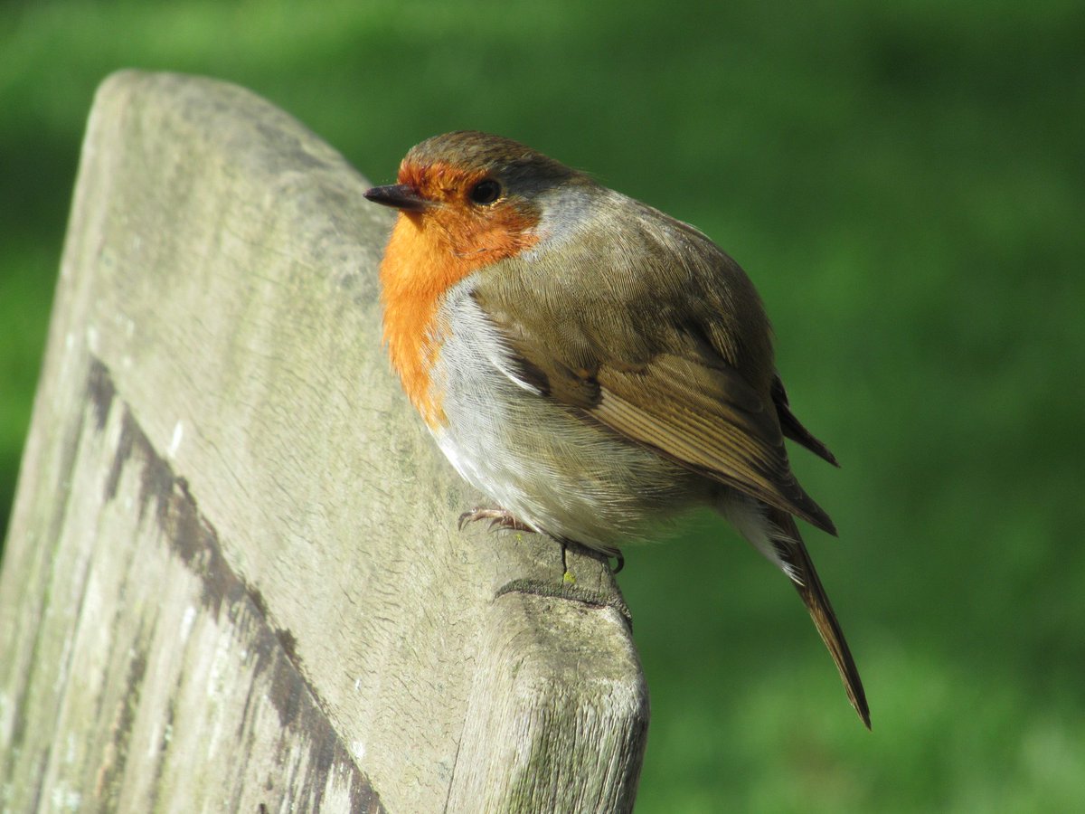 steve87540247's tweet photo. Fat robin @Dr_Brian_Pet @robin @Natures_Voice @robin https://t.co/pdDGXXjNff