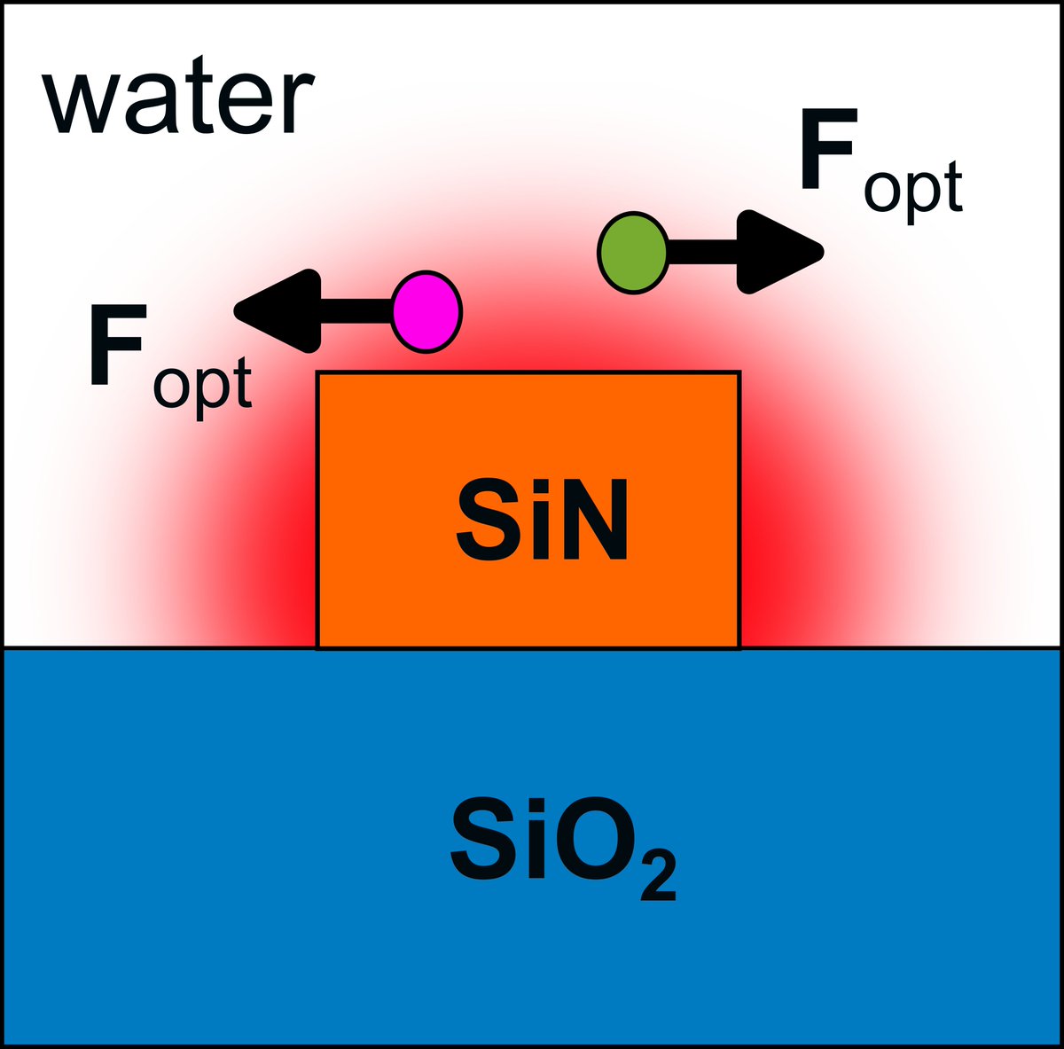 Our <a href="/chiralforce/">CHIRALFORCE</a> paper studying transversal chiral forces in SiN waveguides has just been released: opg.optica.org/prj/fulltext.c…. Here, we show the feasibility of separating enantiomers using optical forces in photonic integrated circuits. <a href="/i_RDiez/">Iago Diez</a>, <a href="/pakrodfor/">Paco Rodríguez-Fortuño</a>