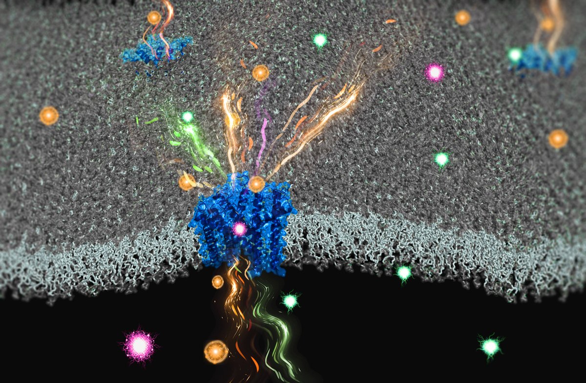 Ions in your eyes - Picture of the month by Haoran Liu, @HanSun_lab Congrats! CNG channels allow Na+ (green), K+ (orange), Ca2+ (pink) flow for visual signals. When you see this, ions are flowing in your eyes. #IonChannels
