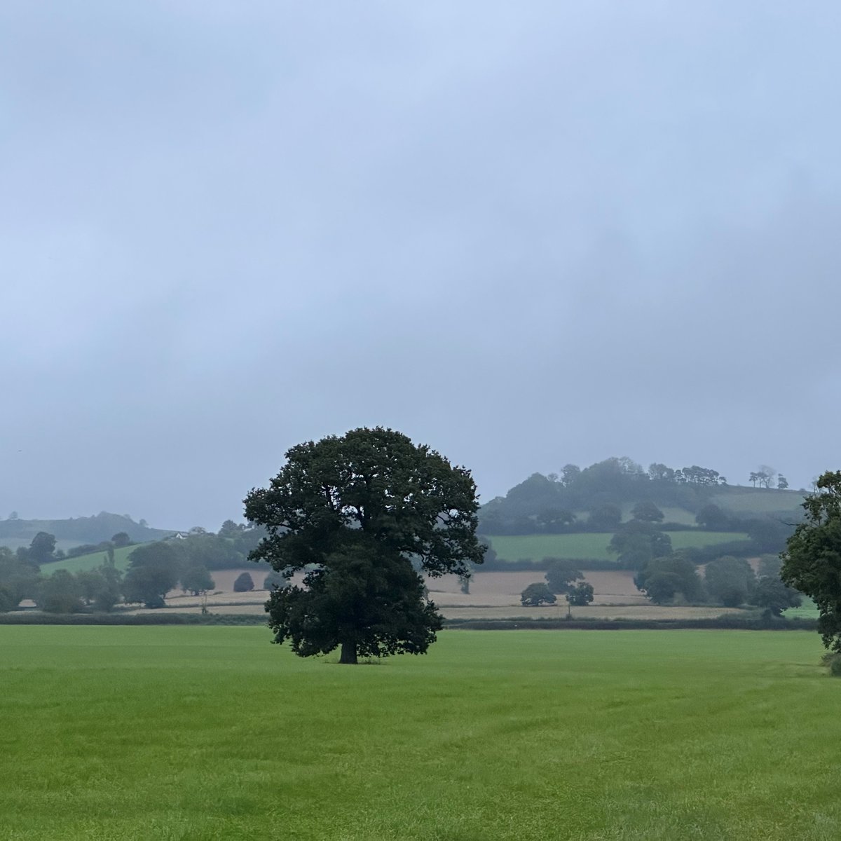 Trees symbolise the 'inter-connectedness' of everything & here in Somerset, folklore tells us that the oldest tree in the orchard will 'direct farmers to treasure'. We're yet to find treasure, but we connect with nature every day here at the farm. #sustainability