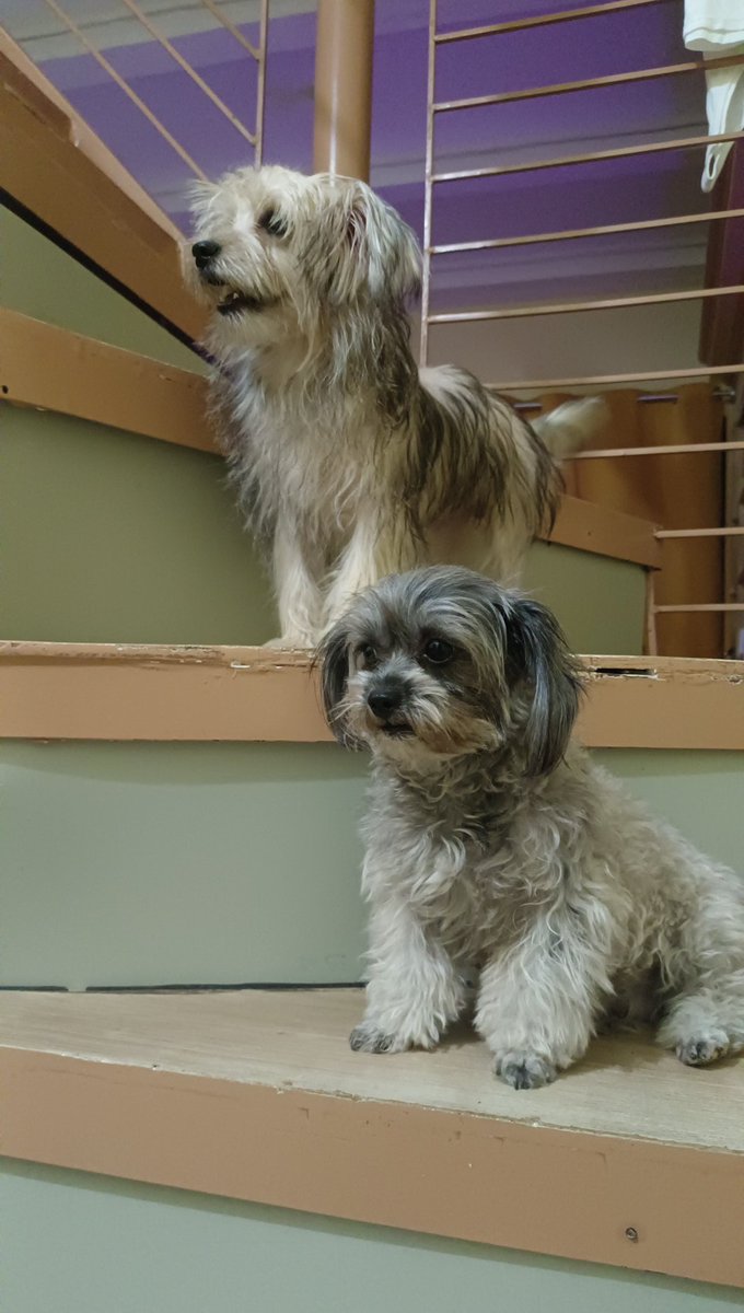 Aceyeaaaah's tweet photo. @lastsoul_05 Usapang pets! #petko flex ko lang babies ko. Hihi
Bell and pepper
Stark and saeri
Scottie https://t.co/NNXbdNZgLB