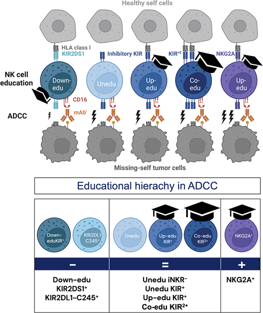The Journal of Immunology (@j_immunol) on Twitter photo #antibody-dependent cellular cytotoxicity (ADCC) capacity of #NKcell not impacted by NK cell education, but KIR2DS1 & KIR2DL1-C245 receptors exhibit dominant role in restricting ADCC
from Mattias Carlsten <a href="/karolinskainst/">Karolinska Institutet</a>
#ReadTheJI 👉 ow.ly/Oz3l50QIp21 #antibody-dependent cellular cytotoxicity (ADCC) capacity of #NKcell not impacted by NK cell education, but KIR2DS1 & KIR2DL1-C245 receptors exhibit dominant role in restricting ADCC
from Mattias Carlsten <a href="/karolinskainst/">Karolinska Institutet</a>
#ReadTheJI 👉 ow.ly/Oz3l50QIp21