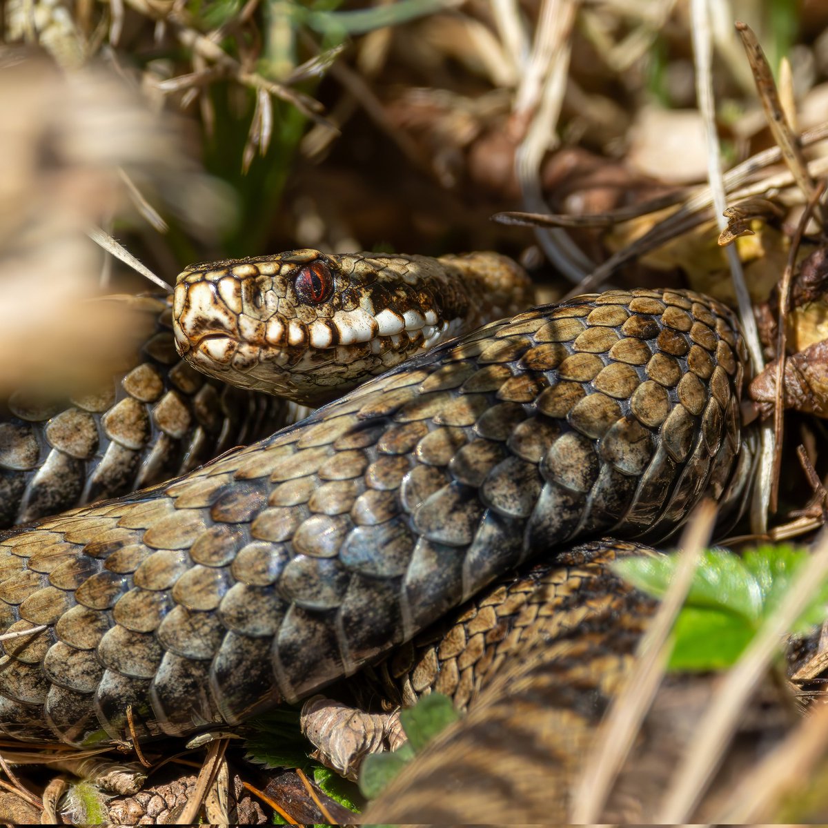 Cracking weekend in the #forestofdean with @naturetrek_wildlife_holidays . We had a lot of snow, but saw most of the key species including Goshawk, Crossbill, Hawfinch, Wild Boar and this beautiful female Adder.