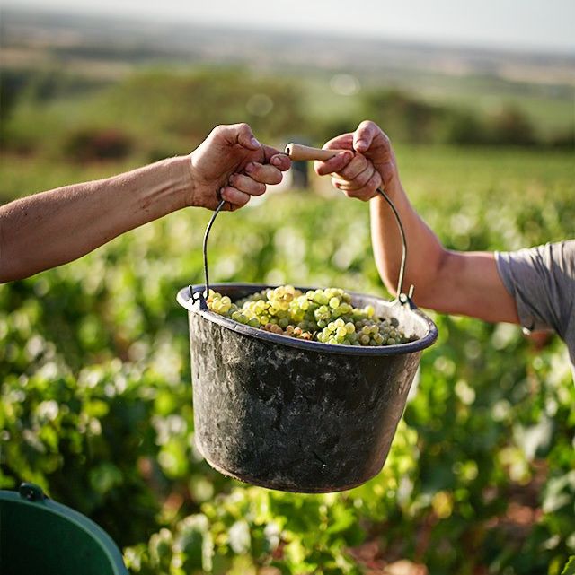 🌿We love exceptionally made Burgundy - that’s why the wines of Vincent Bouzereau are some of our favourites. They take great care from vine to glass to ensure outstanding quality. Visit Friarwood.com to explore our full range of exceptional Burgundy. #burgundywine