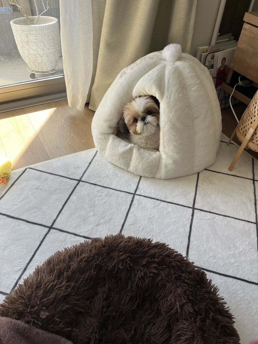 シーズー・パオ (@paopapipu) / Posts / X