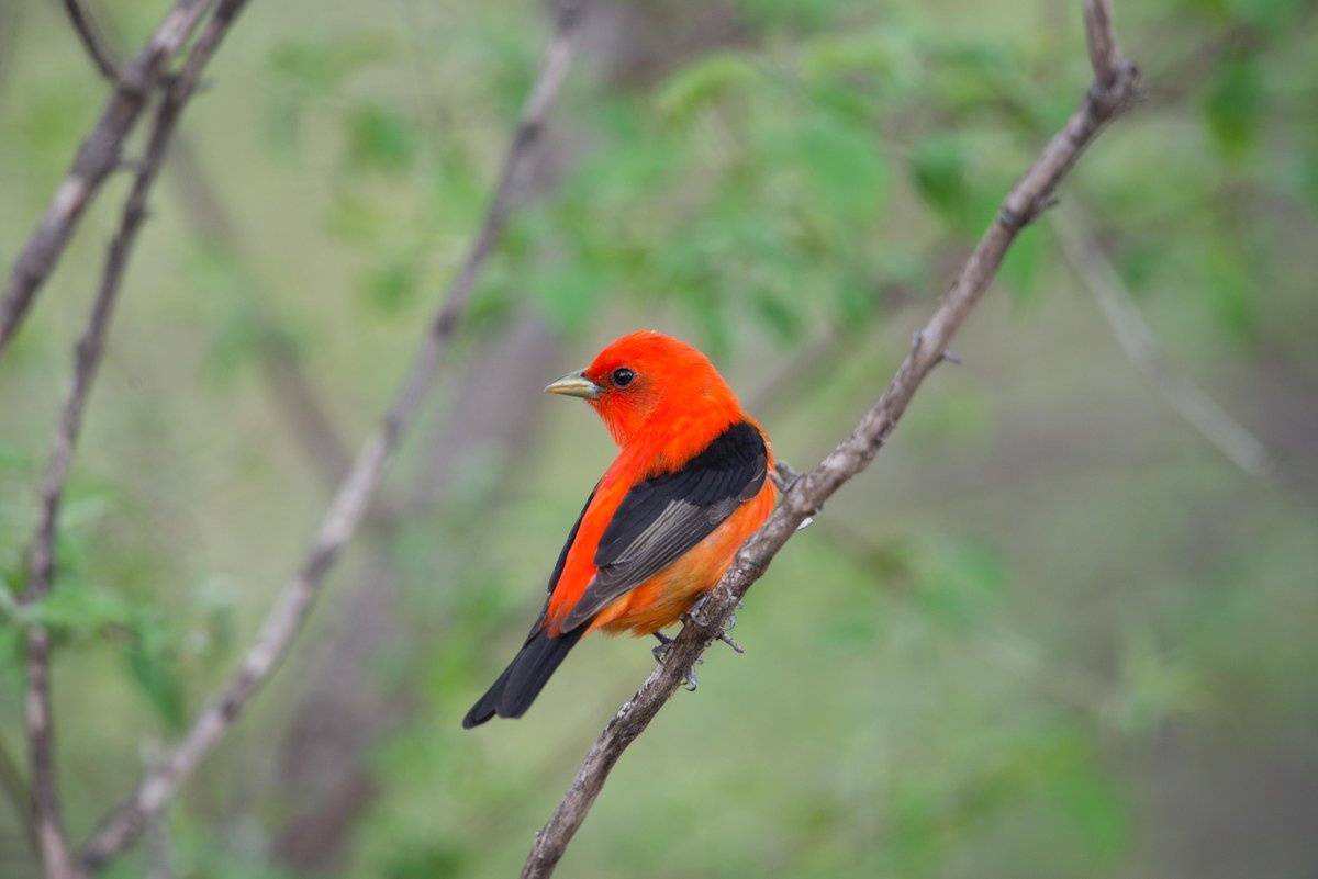 TNC in Indiana tweet media