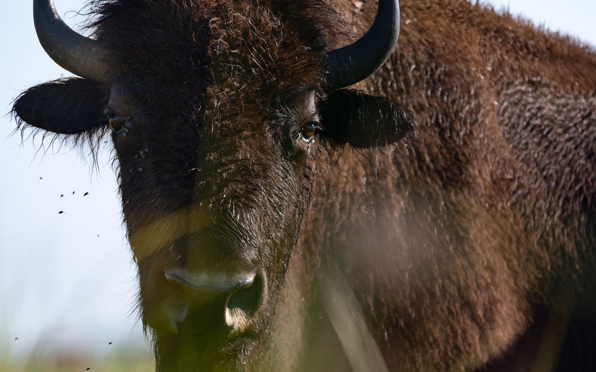 Celebrate World Wildlife Day in Indiana!

Join us in honoring the diverse wildlife of our magnificent state. Let's protect and appreciate the incredible creatures that call Indiana home. 

Pics: (c) Matt Williams, Aaron Peterson, Trevor Edmonson, Jason Whalen/Fauna Creative