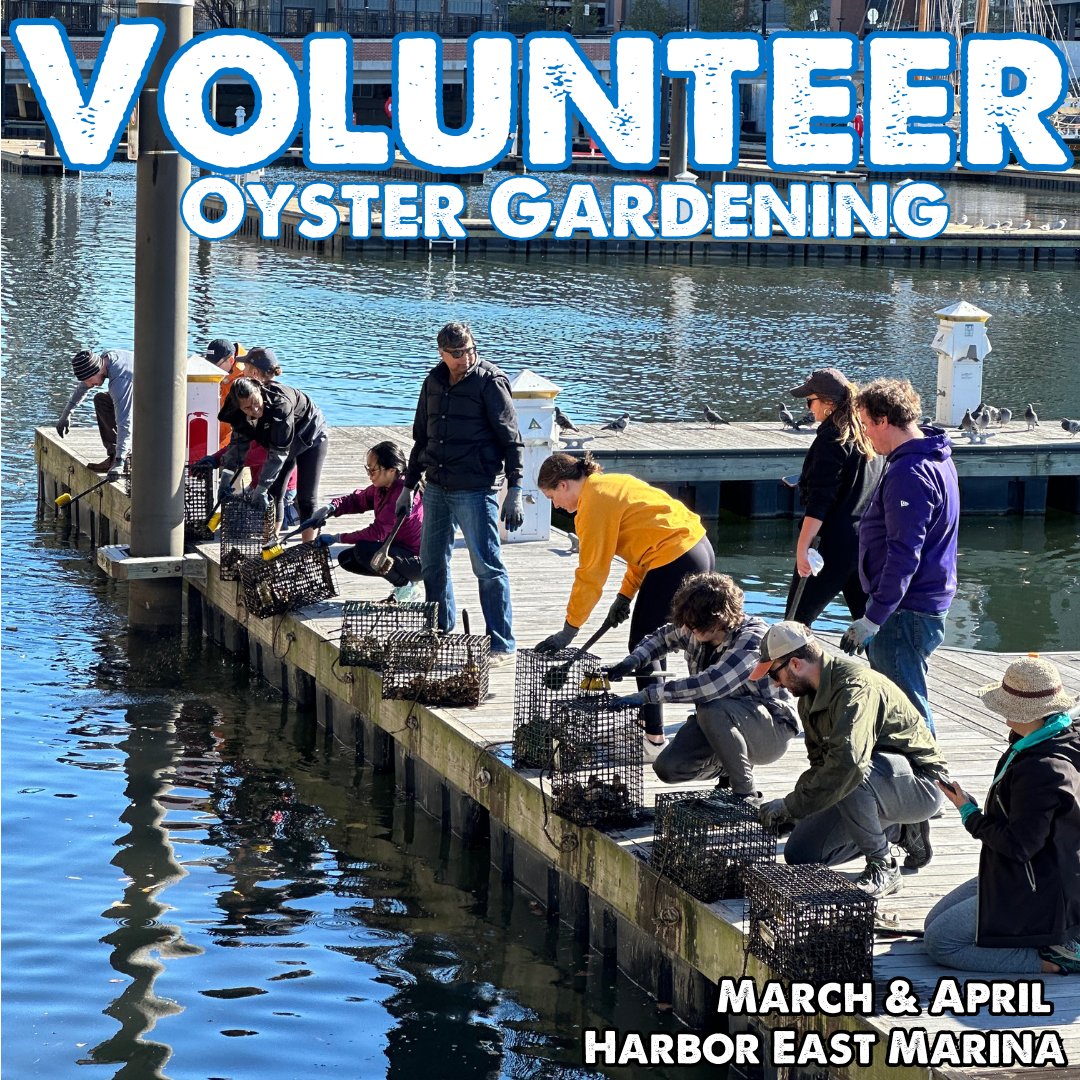 Volunteer to be an #oyster gardener this March and April!🦪 Learn why oyster restoration in the #Baltimore Harbor is so important, while helping us maintain the oyster habitats in #HarborEast. 📅 Dates: March 16, April 27 
waterfrontpartnership.org/oyster-partner…