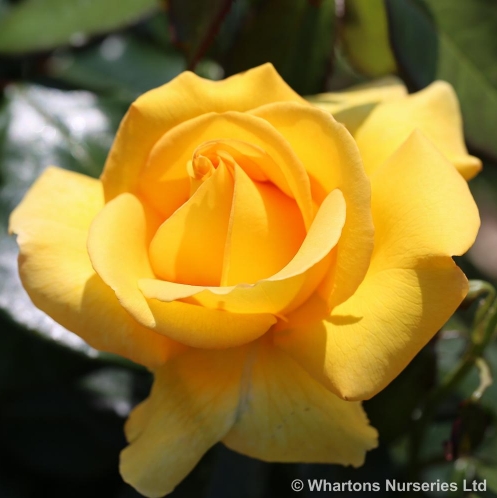 JoyofPlants's tweet photo. #MothersDay is on March 10. #Roses make great gifts for #MotheringSunday with many having names such as ‘My Lovely Mum’ or ‘Simply The Best’. Garden Centres can promote them using our Bed Cards and automated #plantmarketing on Kiosks. #GCA Inspectors are keen on bed cards too! https://t.co/7sFU6cvHXF