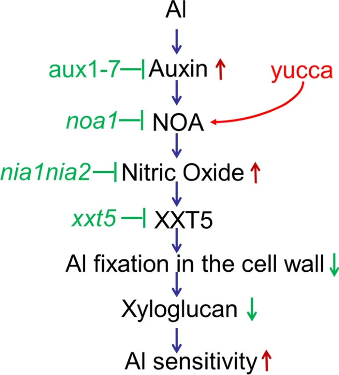 Auxin acts upstream of nitric oxide to regulate cell wall xyloglucan and its aluminium-binding capacity in Arabidopsis thaliana. Li, S., Sun, J.Y., Wang, H.Y. et al. Planta 259, 52 (2024). ➡️rdcu.be/dAiC6