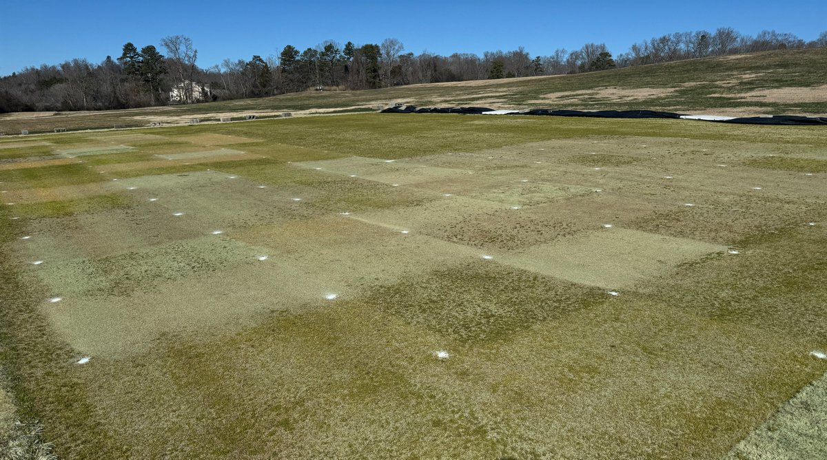 Lots of questions about #PoaAnnua control this time of year, often on UDB greens. Plenty of good treatments in this trial and some that haven't met the challenge. #PicOfTheMonth for February @UTturfgrass