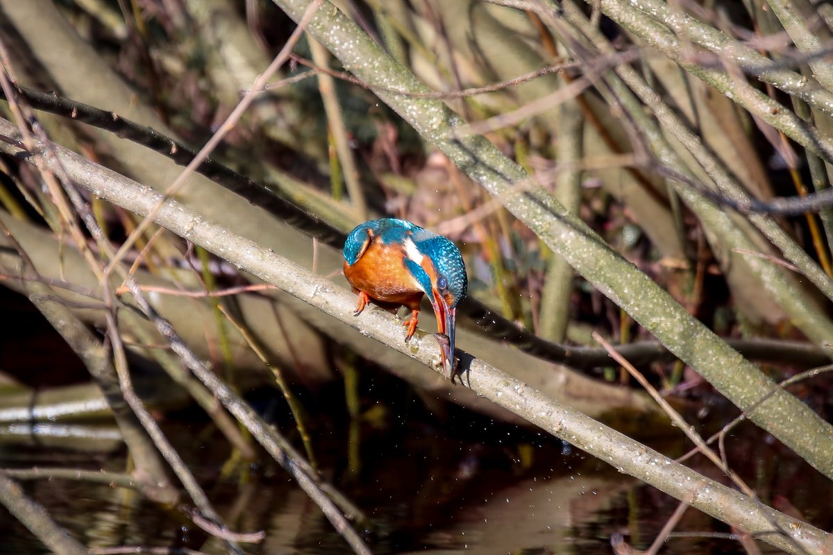 Few pics of the most photographed kingfisher in Scotland 🤣🏴󠁧󠁢󠁳󠁣󠁴󠁿 This female's been drawing a fair crowd to Forres just lately😍 #kingfisher #Forres @Natures_Voice @RSPBNorthScot @BTO_Scotland