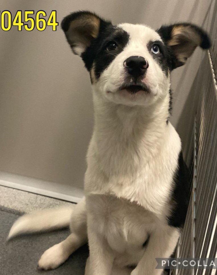 🆘 CUTE BLUE EYED 3 MTHS OLD DOG PUPPY AGUA 🐬 #A704564 (M, 25 lbs) IS BEING KILLED TODAY 3.4 BY SA ACS💔 💕Social, sweet, gentle, playful, likes treats To #AdoptDontShop / #Foster 📧 acsadoptions@sanantonio.gov/ acsrescue-foster@sanantonio.gov #PLEDGE 🙏🏼
