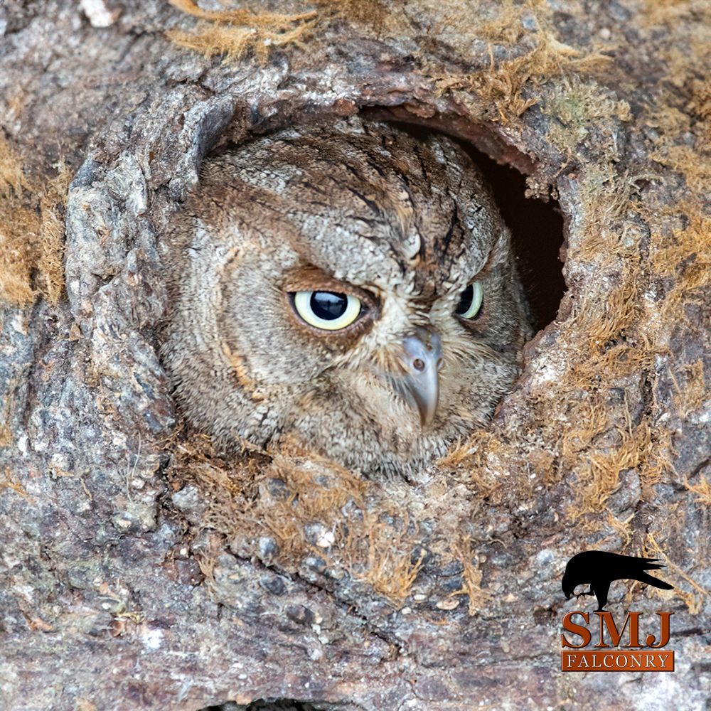 We've been collecting some new props and decided to have a play with Bobby and Twiglet!
Perfectly shows off their amazing camouflage!
#amazingowls #owls #yorkshire