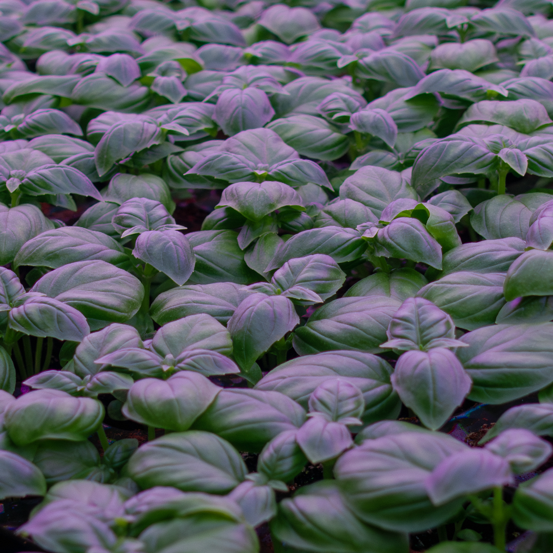 IGSfarm's tweet photo. Consistent, nutritious, delicious crops – 365 days a year 👌.

As well as looking plush as a pillow, basil grown using IGS technology offers increased yield, and efficient use of resource!

Gone are the days of pests ravaging harvests – now’s the time for vertically-farmed basil! https://t.co/sPIr7VU7H1