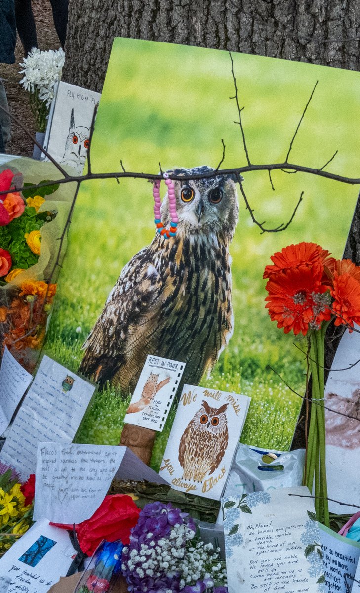 Tracy Pennoyer tweet media