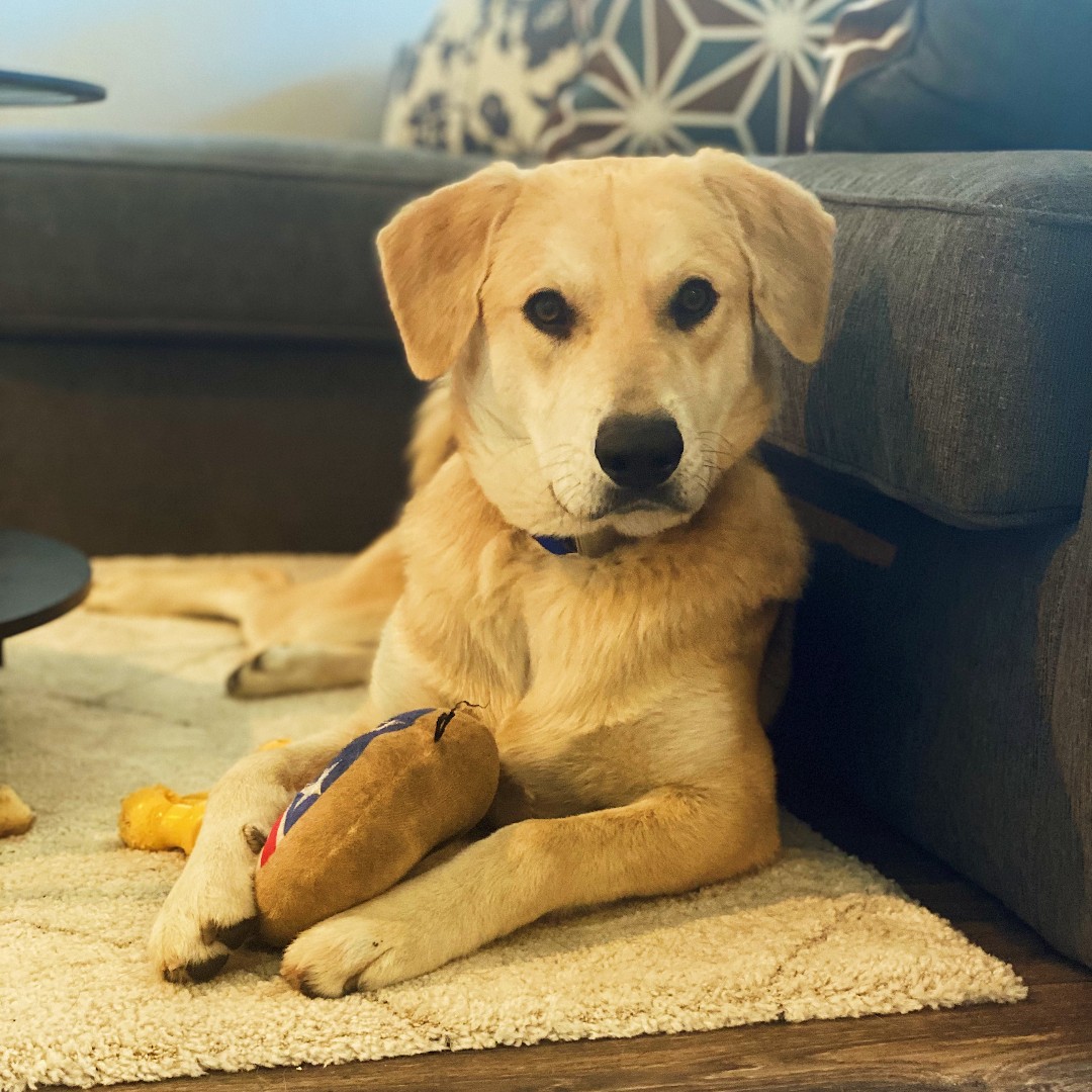 From Shelter to Service Dog 🐾 Chucky Cheese taking a well-deserved break during a training session last week! This furry hero is on a mission to spread joy and make a positive impact. Taking a moment to recharge for more heartwarming moments ahead.

#Shelterdog #servicedog