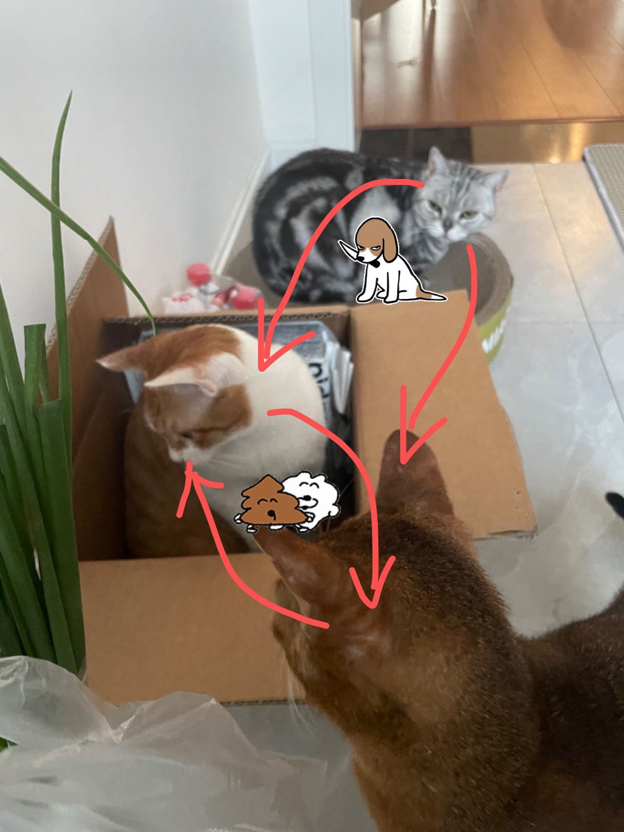 loossihou's tweet photo. I explained the relationships between my cats to my friends: https://t.co/EV9S3Bd7NR