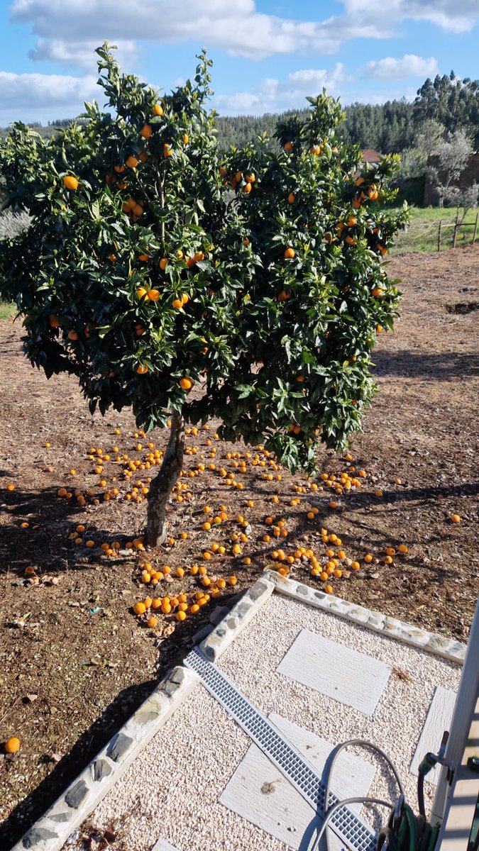 Linda Ribeiro tweet media