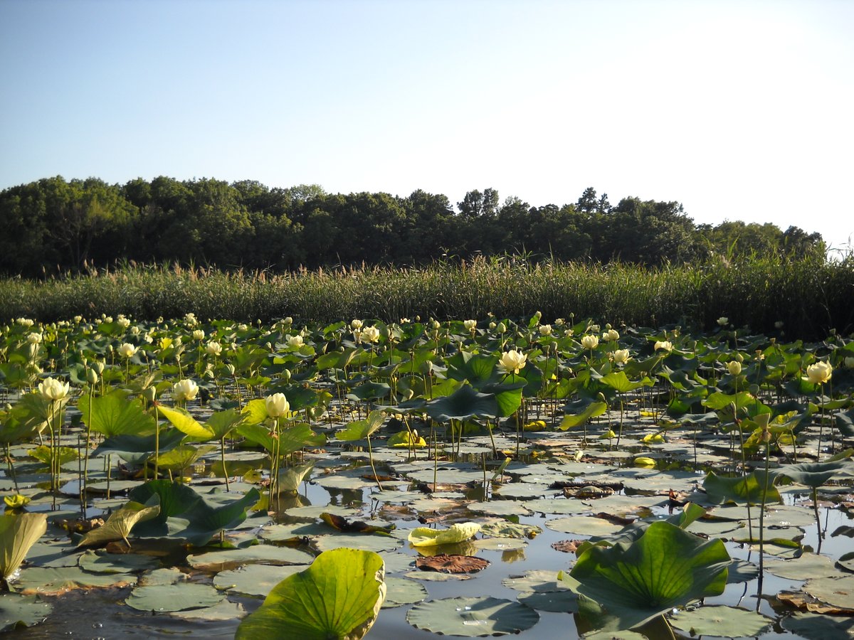 NOAADigCoast's tweet photo. Thanks for celebrating #GreatLakesWeek with us, but we’re not done yet!

Estuaries are where the river meets the sea…or a large body of freshwater like the #GreatLakes! That’s right, there are 2 estuary reserves: in Ohio and Wisconsin https://t.co/lEIrpFprPQ @OWCnerr https://t.co/N0cYJV1O6C