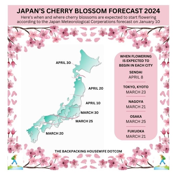 Are you visiting Japan during March/April Cherry Blossom Season 2024? ALL you need to know on the top travel website for midlife travel inspiration and ageless travel adventures! #Japan #cherryblossom #sakura2024 #travel #japantravel bit.ly/3IkATn8