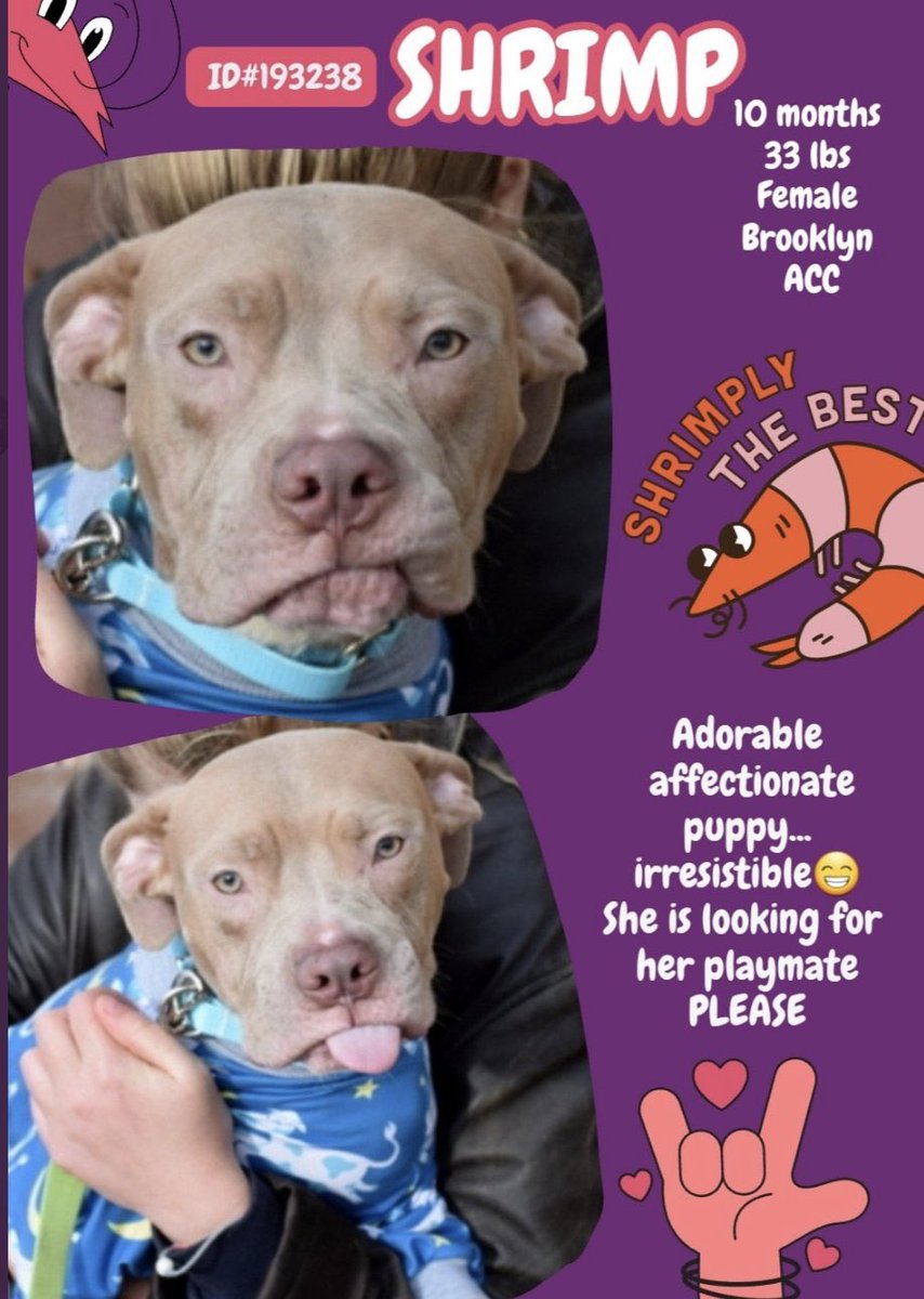 🍤SHRIMP🍤 #NYCACC Baby Shrimp would love to have a playmate & a family..Please c’mon & meet her…& hopefully you’ll be taking her 🏡 #AdoptDontShop #RT #Foster #Pledge⬇️ 📌Please DM @CathyPolicky @SuzanneSugar nycacc.app/browse/193238