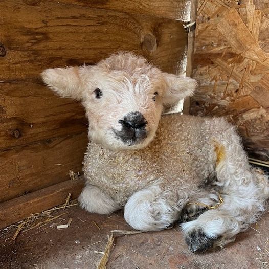 As spring approaches, our Geopark Partners <a href="/occombe/">Linda Mitchelmore</a>.farm are full of anticipation, as they prepare for the arrival of adorable lambs! ✨ 🐑

Why not journey through lambing season preparations via their new blog ⤵️ 

countryside-trust.org.uk/welcoming-spri…

📸 Photo Credit: Occombe Farm (TCCT)