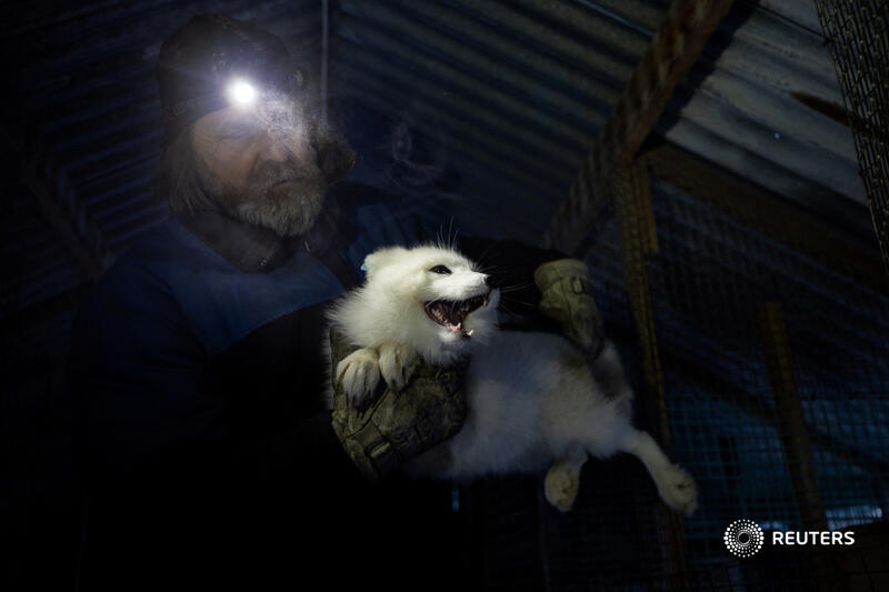 🔊 The Arctic fox is under threat. Listen to @LisiNiesner who paid a visit to a breeding site, on the Reuters World News daily podcast reut.rs/3V20Yig