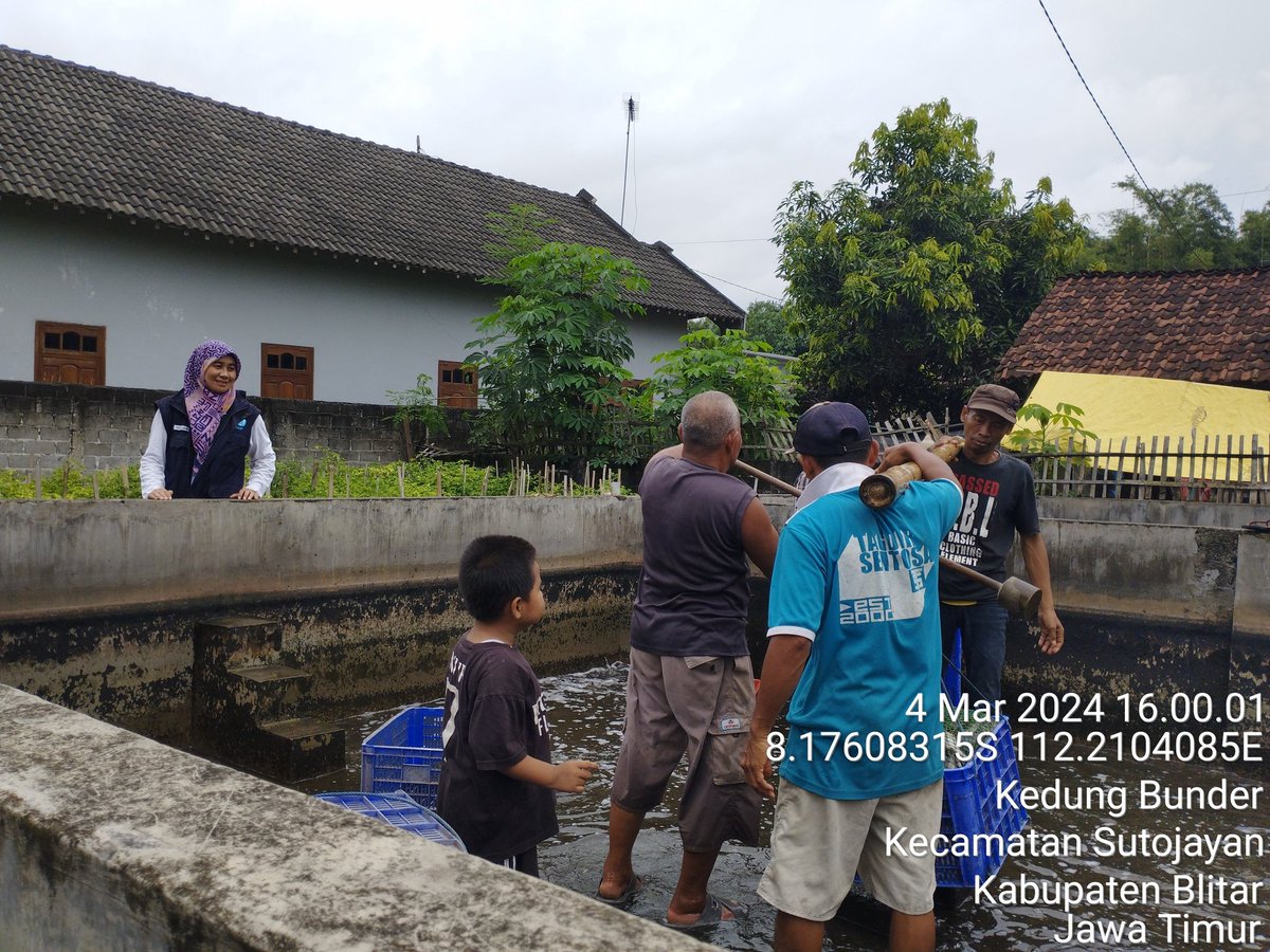 RikeLurin's tweet photo. Senin 4/3/2024 Rike Lurin Luhkan Kab.Blitar, pendataan produksi ikan Bapak Kamali Ketua Pokdakan Mina Kedung Barokah Kel. Kedungbunder Kec. Sutojayan panen lele 397 kg, harga Rp. 18.000/kg, isi 10-12 ekor/kg #panen #Luhlapor #produksi #GiatluhkansatminkalBWI @puslatluhkp https://t.co/InAai8YtWe