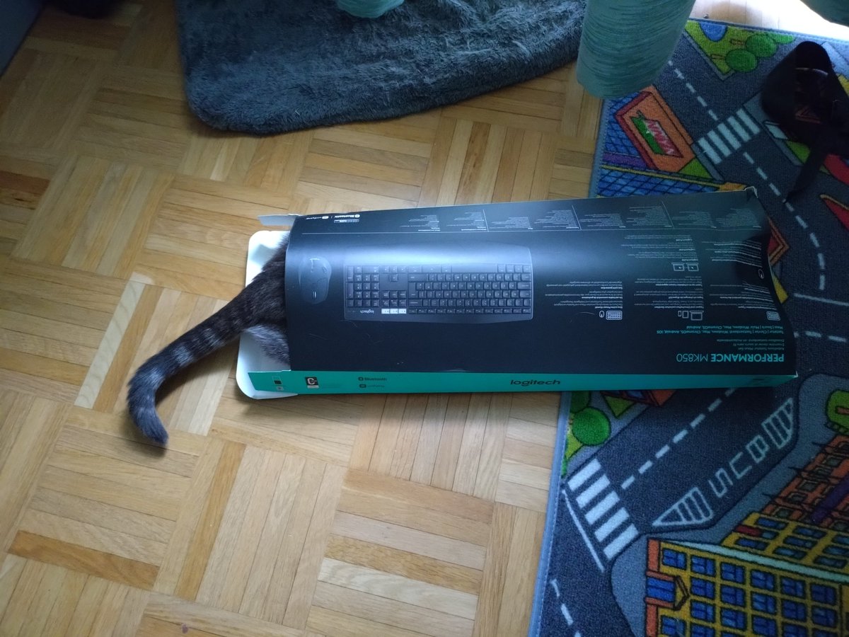 Typical mondays... Or, how small can a box be that Pamsy still fits... #hedgewatch