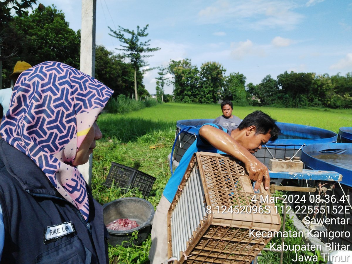 RikeLurin's tweet photo. Senin 4/3/2024 Rike Lurin Luhkan Kab.Blitar pendataan produksi Bapak Istadi Pokdakan Fajar Jaya Fish Ds Sawentar Kec. Kanigoro panen ikan lele 342 kg, harga Rp. 18.000/kg, isi 10-12 ekor/kg #produksi #blitar #Luhlapor #GiatLuhkanSatminkalBWI @puslatluhkp https://t.co/DSyCHaBucc