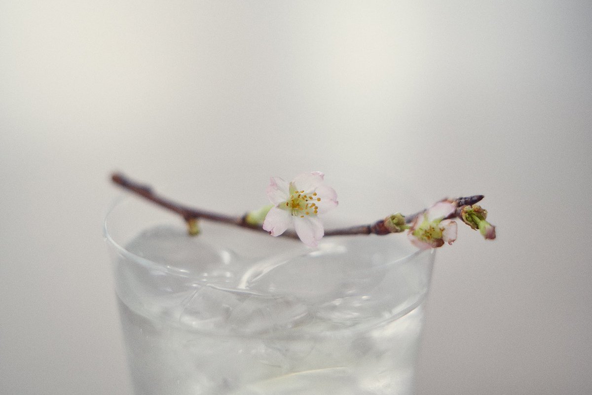 chisatoon's tweet photo. ラベルのイラストを描かせていただいている『HOLON』。
「HOLON SEASONAL 桜 」の予約販売が開始されています。

春の味は、桜の葉をはじめココナッツや杏仁霜などを蒸留して作られています。
そして今年は新たに“桜の落ち葉”が加わっているそうです。
ぜひ季節の移ろいとともにお楽しみください🌸 https://t.co/PxPVd1xJ9v