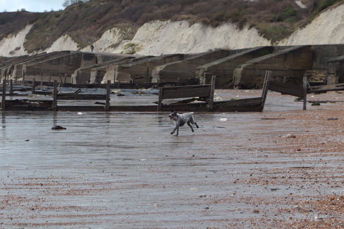 HayhurstBoo's tweet photo. Went to a new beach today #beachdog #action #new #adventure #outdoors #bestlife #vitaminsea #seastheday #monday #mondaymotivation #mondaymomentsofjoy #dog #dogsofinstagram #folkestone #thewarren #running #exercise #dogsoftwitter https://t.co/J6EQ1OHmqM