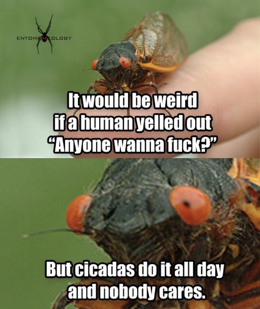 Double brood emergence is just around the corner. Begins around April! 

#entomemeology #cicadas