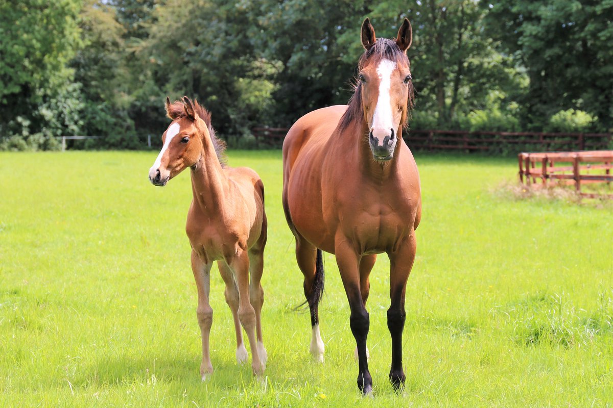 🌱We welcome the coming days of Spring as mares and foals spend more time in paddocks!

📸 Heather Burley captured this mare and foal for March's calendar winner titled 'The apple doesn't fall to far from the tree!'🍎

#studfarmlife #throughthelens #itba #thoroughbred
