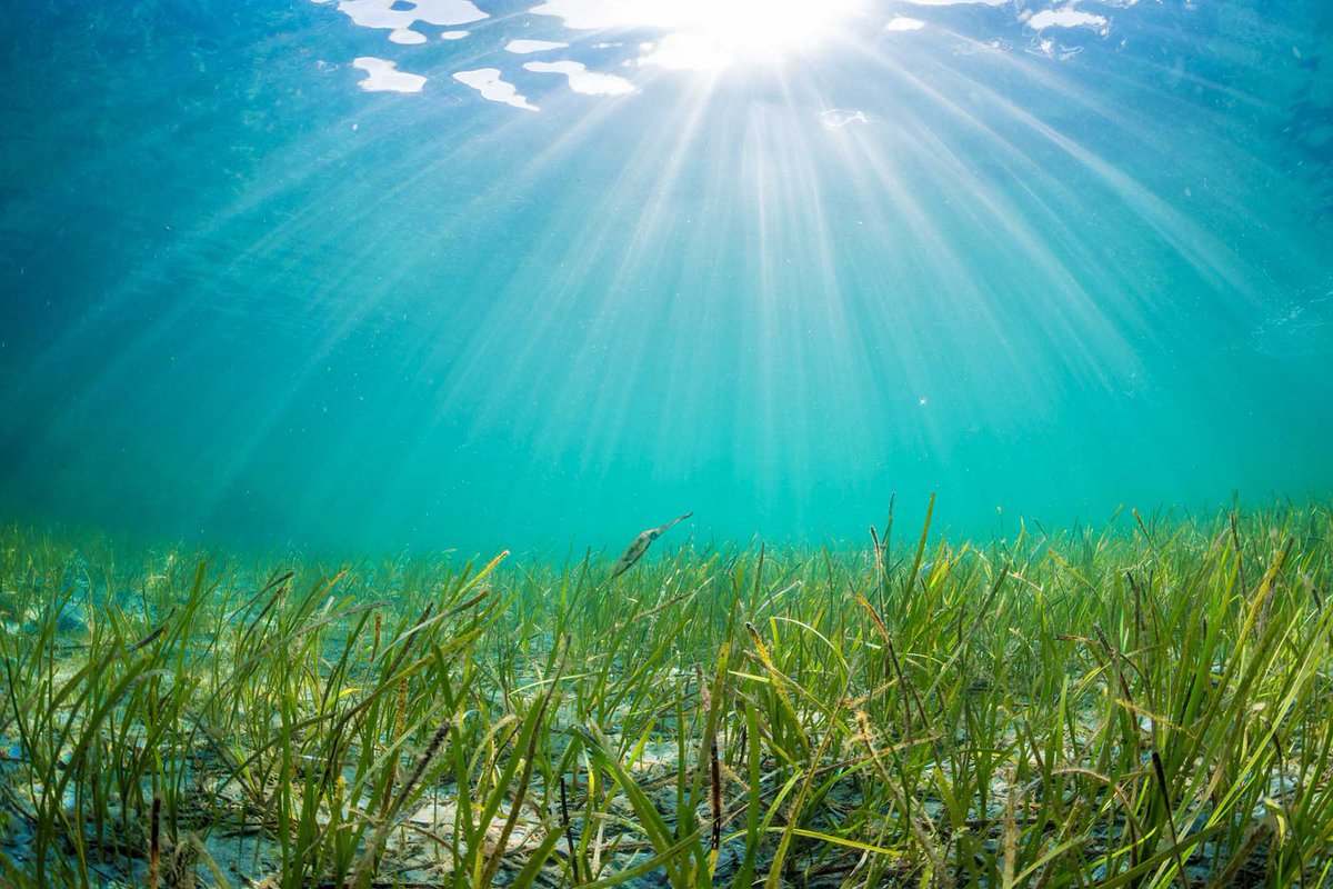 Prof. Michael Sweet (@diseasematters) on Twitter photo We want to understand how seagrass health is monitored. The survey should take roughly 10-15 minutes and asks about the importance of different methods for inclusion in monitoring programs. Come help us out… <a href="/Coralful_Kara/">Kara Rising</a> <a href="/ProjectSeagrass/">Project Seagrass</a> @Seagrass_WSA
qualtricsxm98hmcs9xg.qualtrics.com/jfe/form/SV_6G… We want to understand how seagrass health is monitored. The survey should take roughly 10-15 minutes and asks about the importance of different methods for inclusion in monitoring programs. Come help us out… <a href="/Coralful_Kara/">Kara Rising</a> <a href="/ProjectSeagrass/">Project Seagrass</a> @Seagrass_WSA
qualtricsxm98hmcs9xg.qualtrics.com/jfe/form/SV_6G…