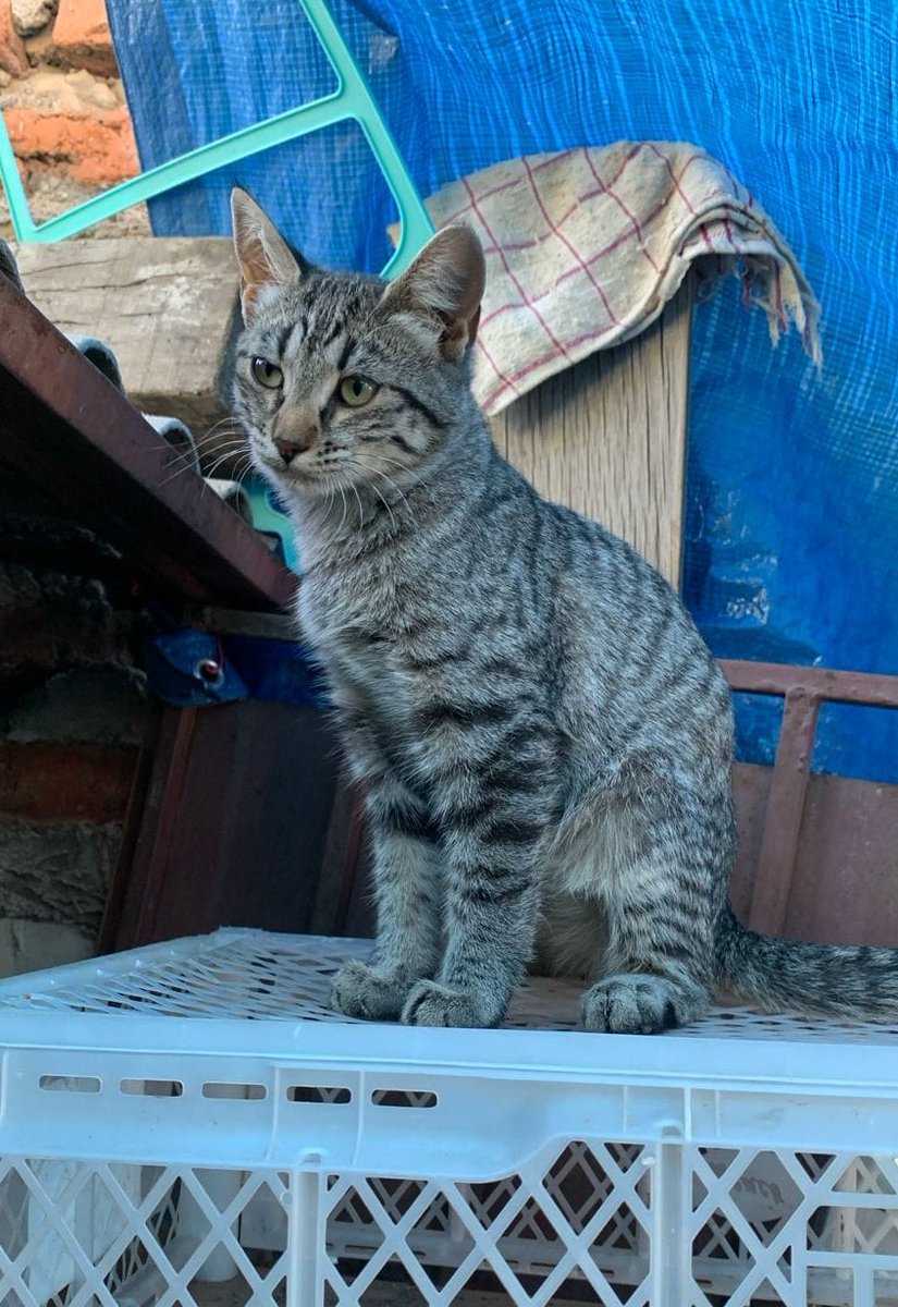 eltuitdemarsh's tweet photo. Madre e hija buscan una familia para siempre. Su dueña humana falleció, la casa se vendió y fueron dejadas en la calle. Si deseas darles un hogar temporal o, idealmente, definitivo llama al +56990838061. Favor RT!
#Santiago https://t.co/z597lHcxAp