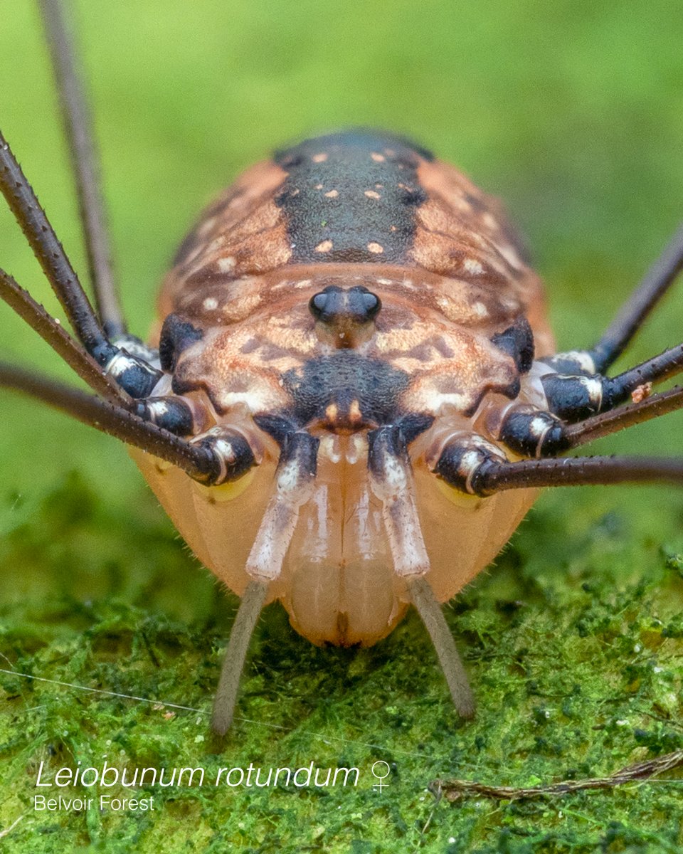 Subtle Differences:
Over 20 species of harvestmen reside in Ireland & many are hard to tell apart. These 2 species can be separated in the field by looking closely at the colour of their eye rings: pale in Leiobunum blackwalli and dark in L. rotundum.
#OurOpiliones