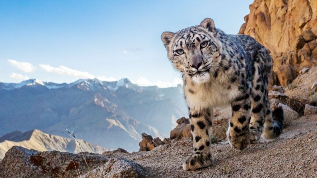 Yesterday marked #WorldWildlifeDay! We celebrate the array of wildlife across Asia. In Mongolia, @USAID partnered w/ @WWFMongolia to develop infrastructure safeguards to protect wildlife such as snow leopards and gazelles.

#WWD2024